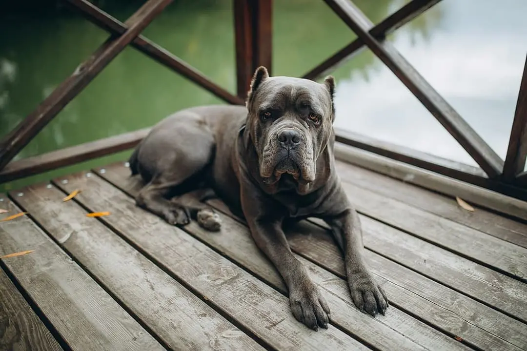 Cane Corso playing