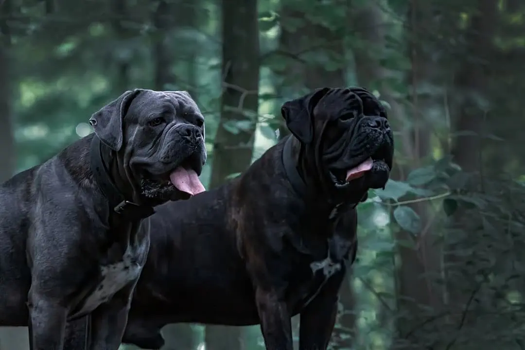 Cane Corso with family
