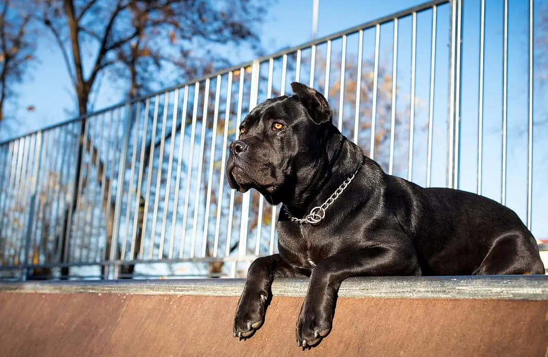 Cane Corso