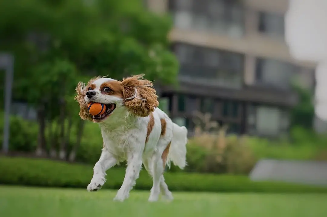 Cavalier King Charles Spaniel