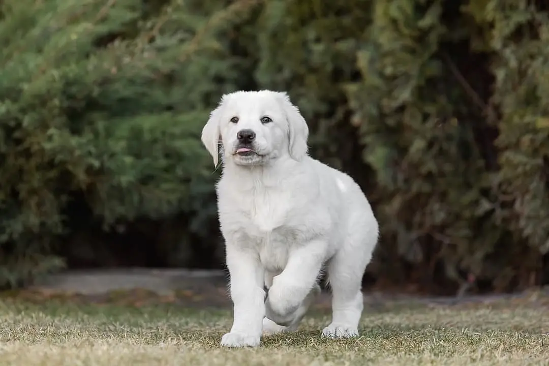Centraal Aziatische Ovtcharka with family