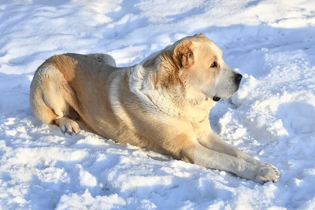 Centraal Aziatische Ovtcharka