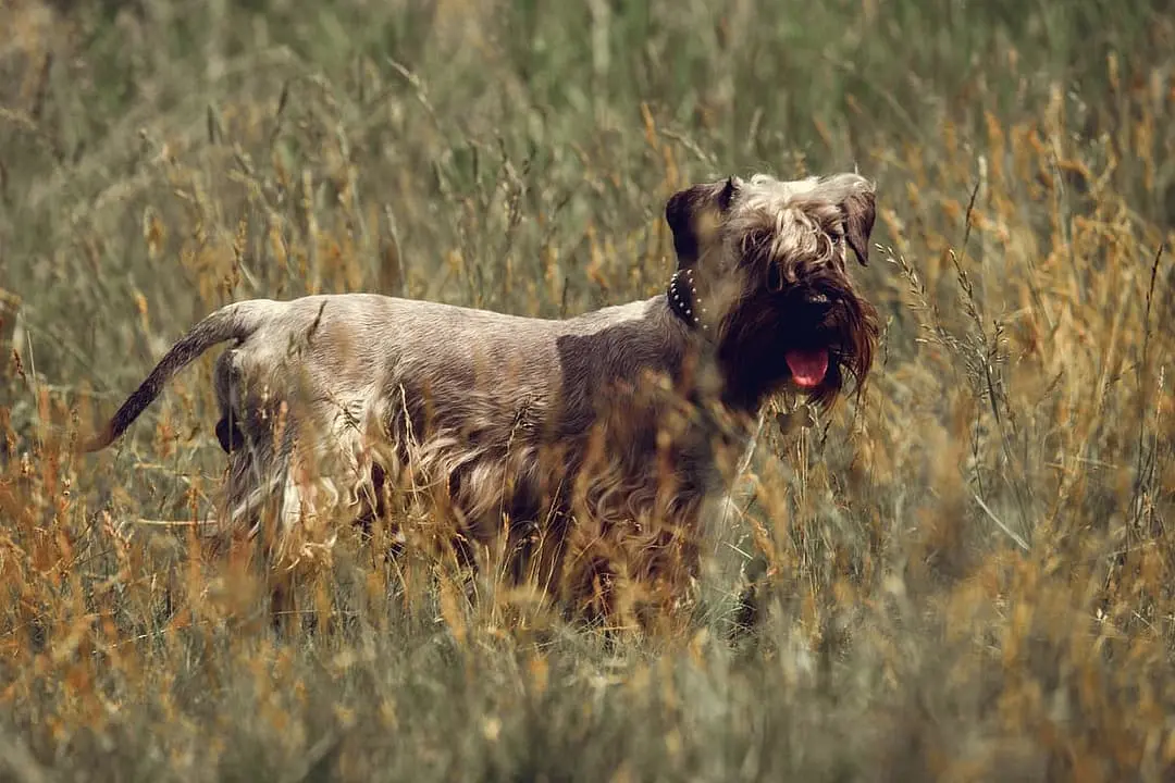 Cesky Terrier (Boheemse Terrier)