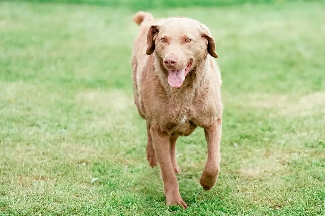 Chesapeake Bay Retriever