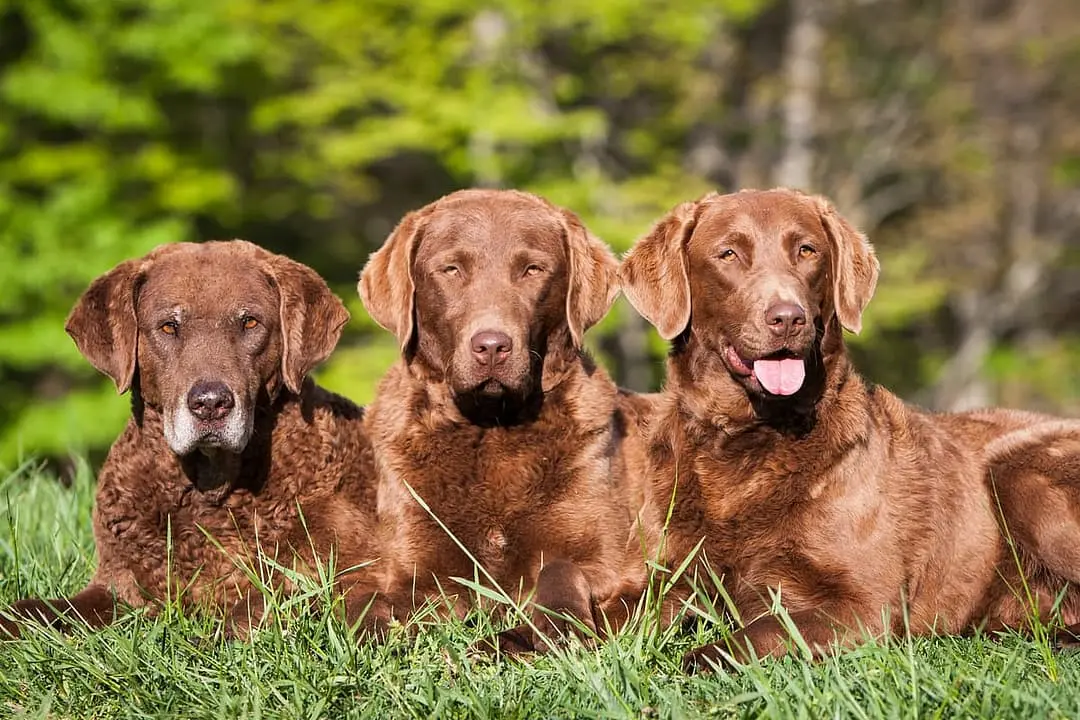 Chesapeake Bay Retriever playing