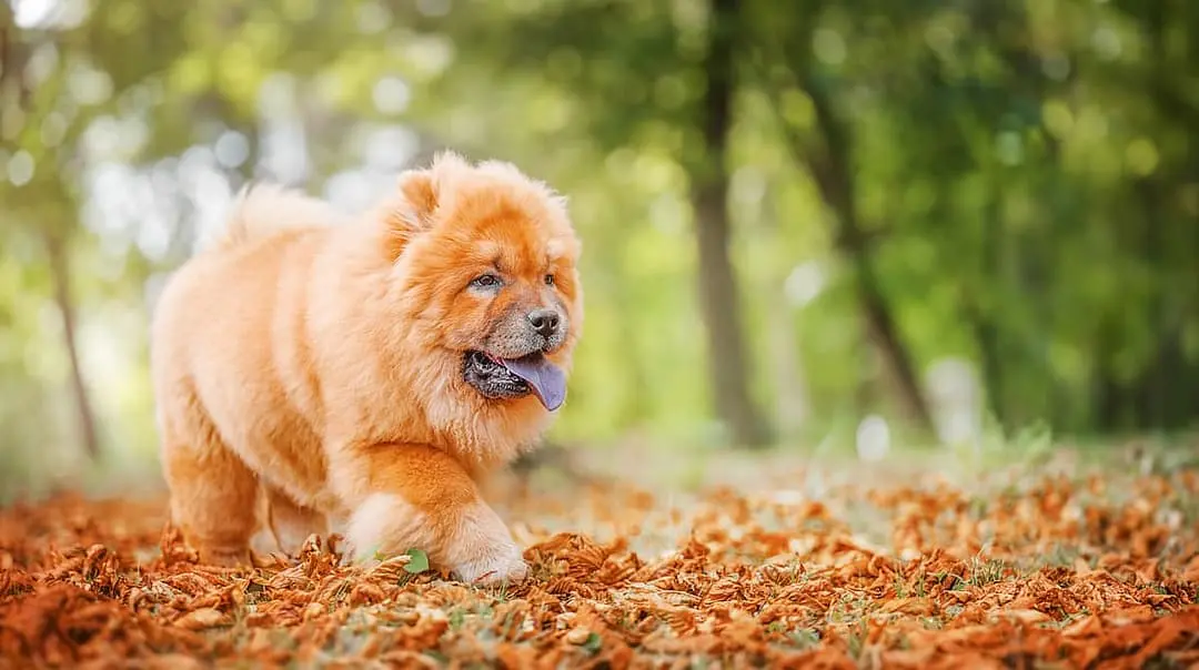 Chow Chow playing