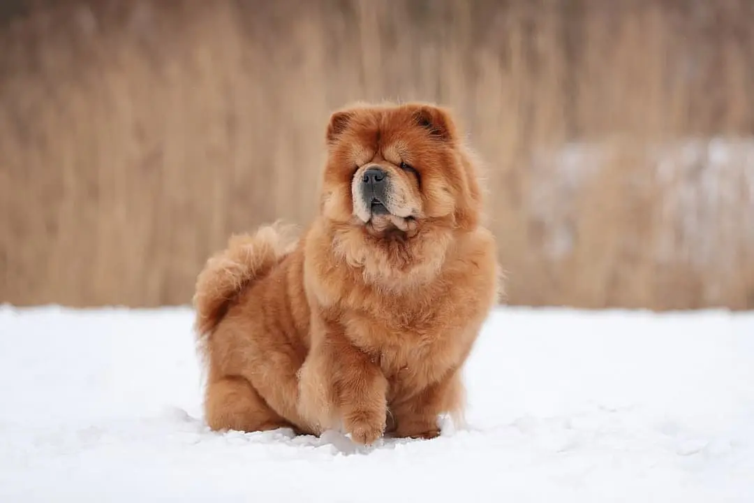 Chow Chow