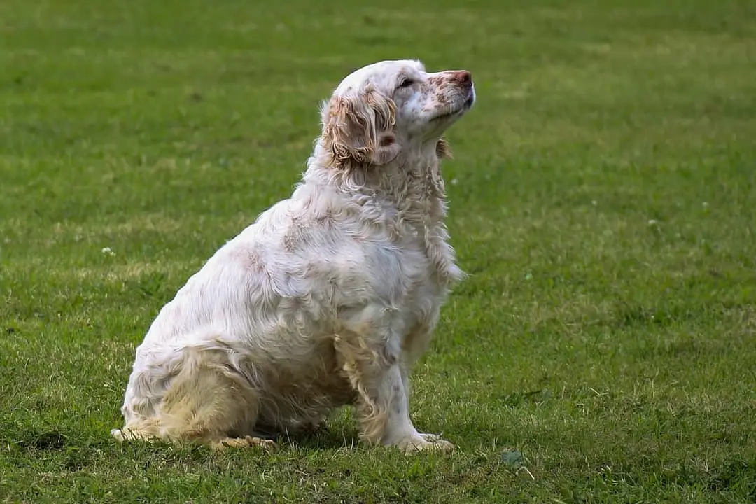 Clumber Spaniel