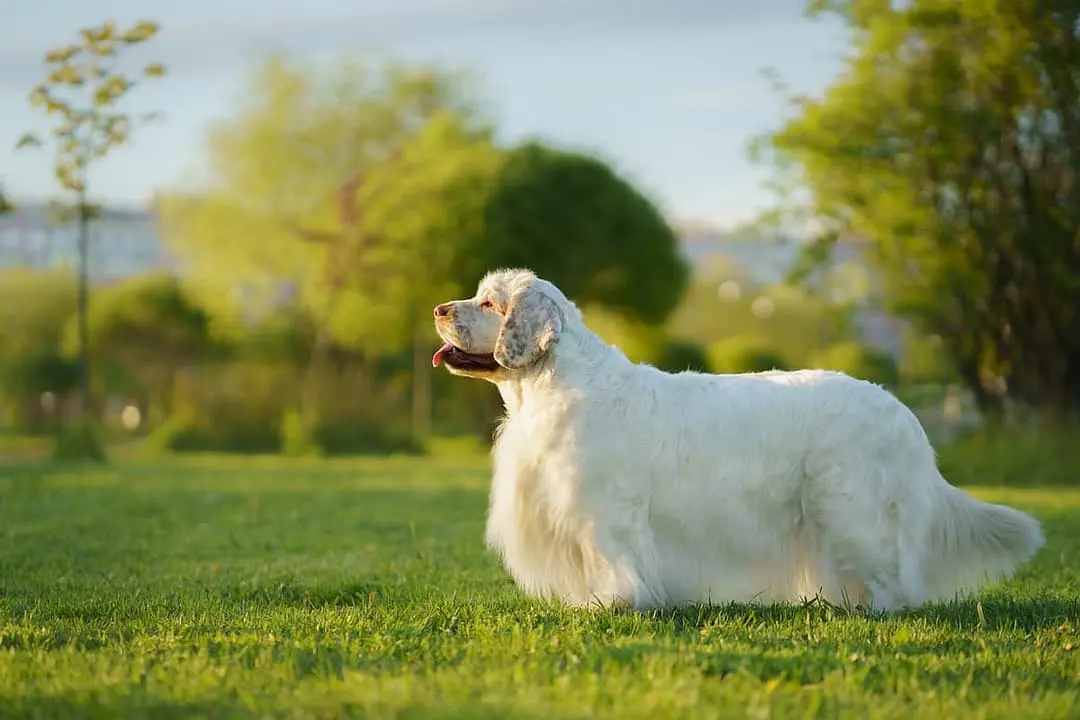 Clumber Spaniel with family