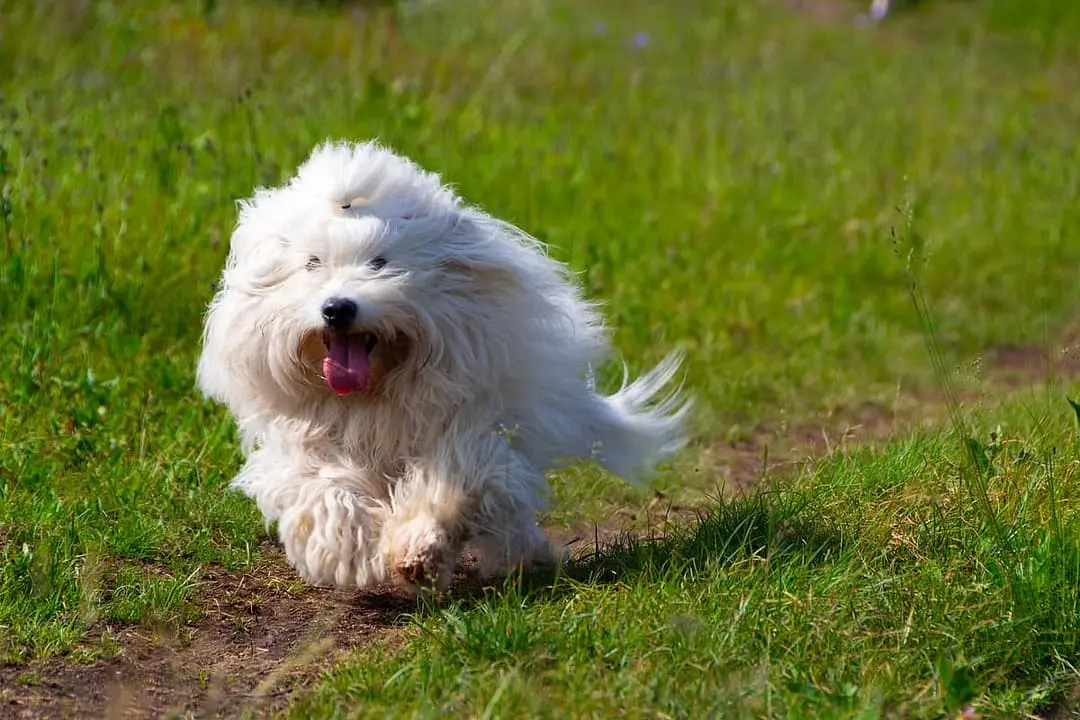 Coton de Tulear playing