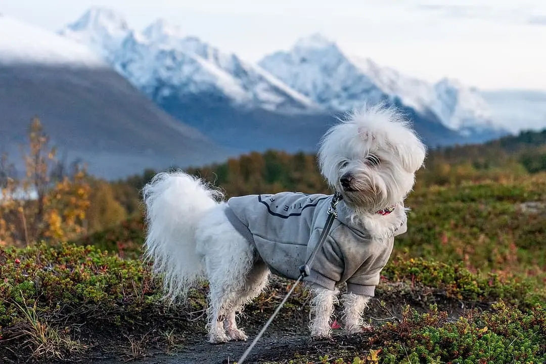 Coton de Tulear with family
