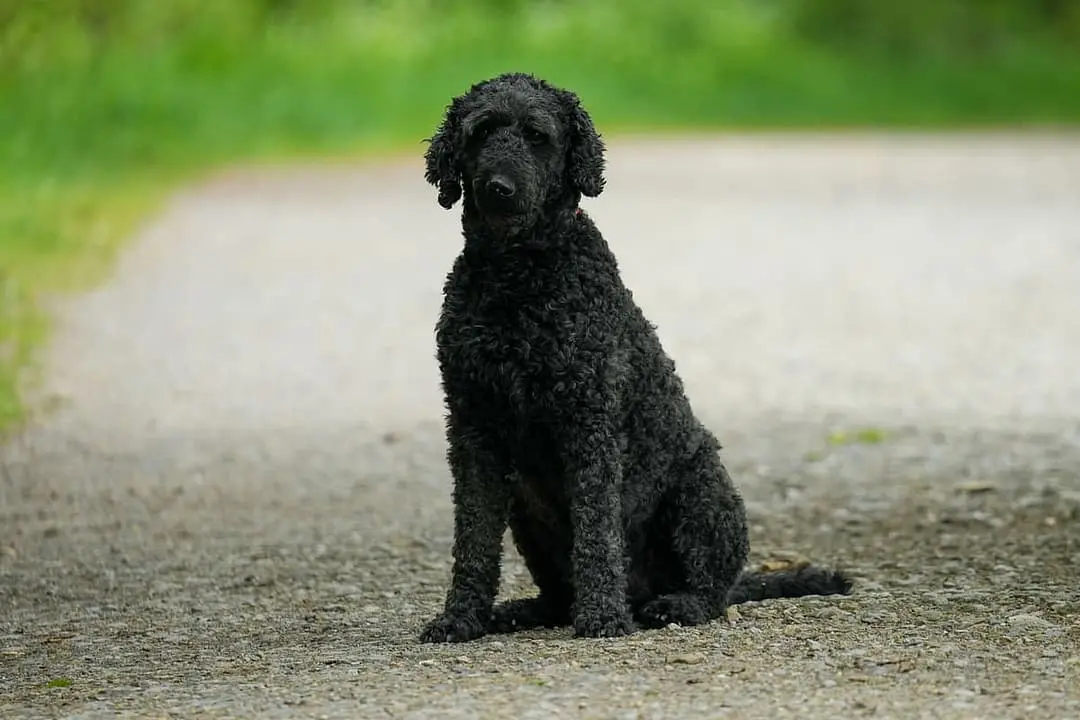 Curlycoated Retriever playing