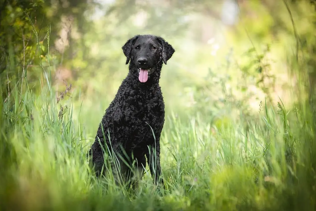 Curlycoated Retriever with family