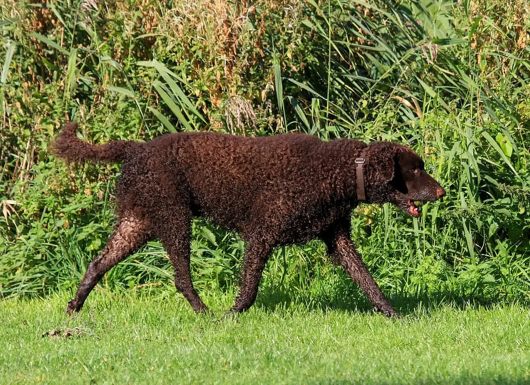 Curlycoated Retriever