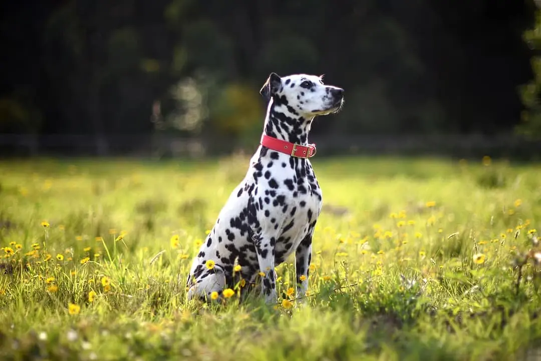 Dalmatische Hond
