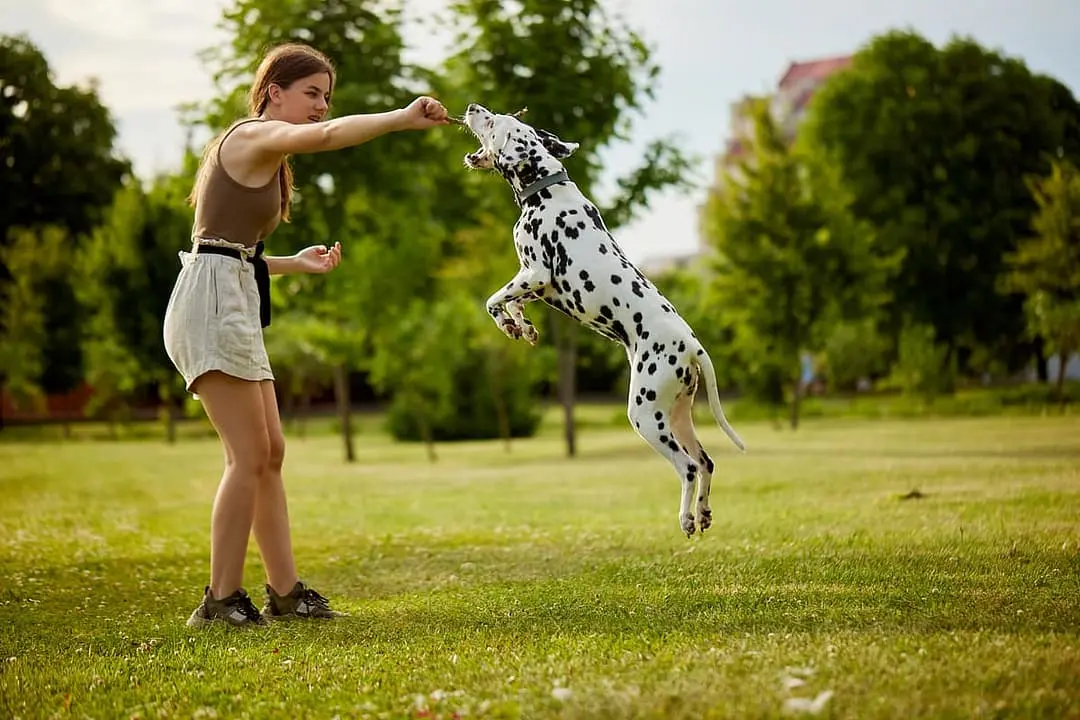 Dalmatische Hond