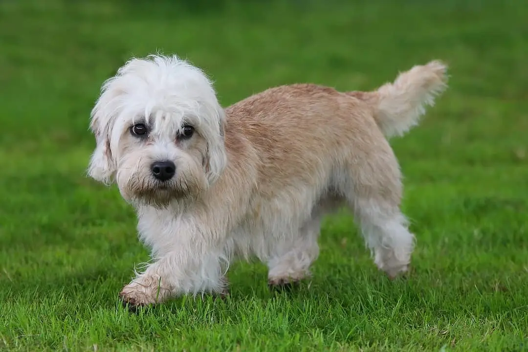 Dandie Dinmont Terrier playing