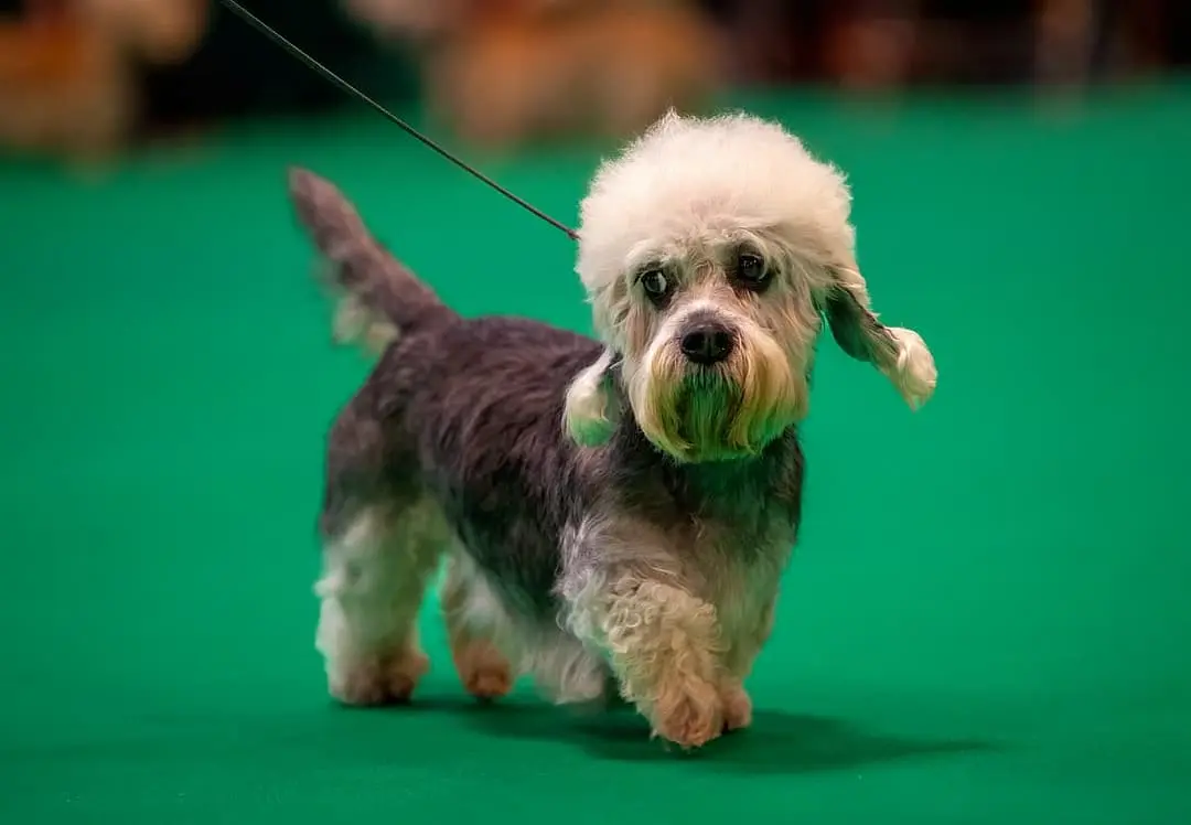 Dandie Dinmont Terrier with family