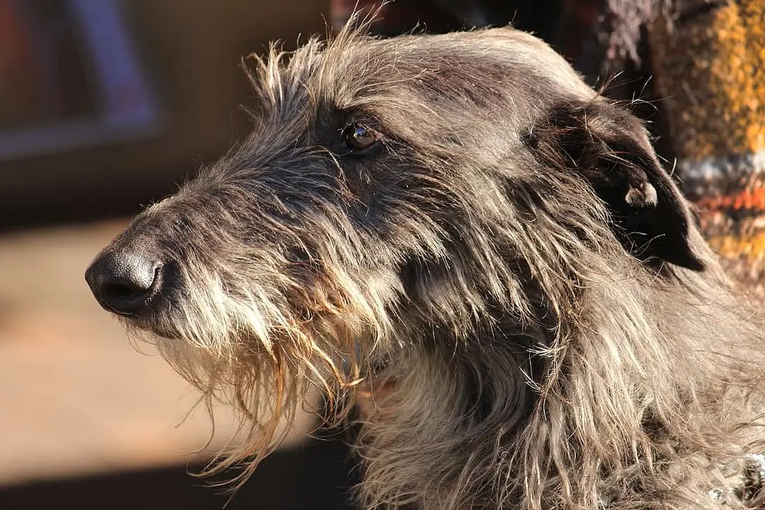 Deerhound playing
