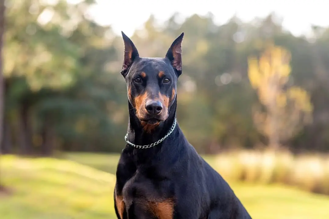 Dobermann Pinscher dog breed