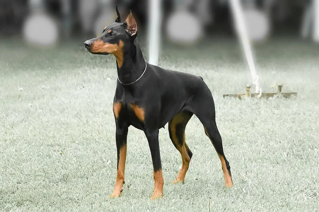 Dobermann Pinscher playing