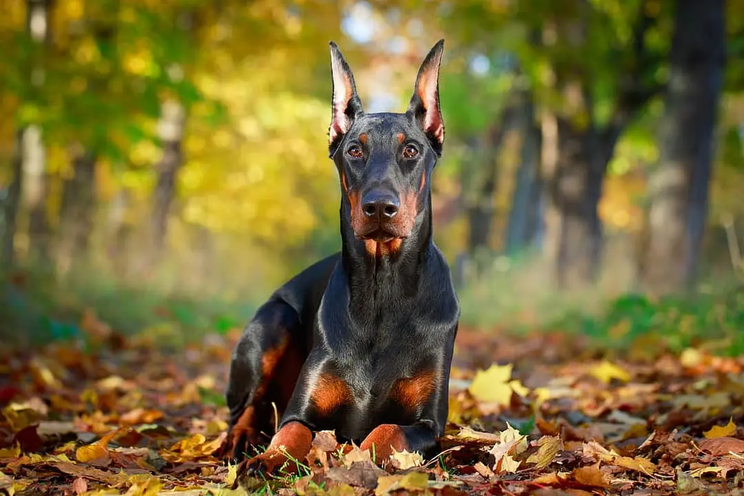 Dobermann Pinscher with family