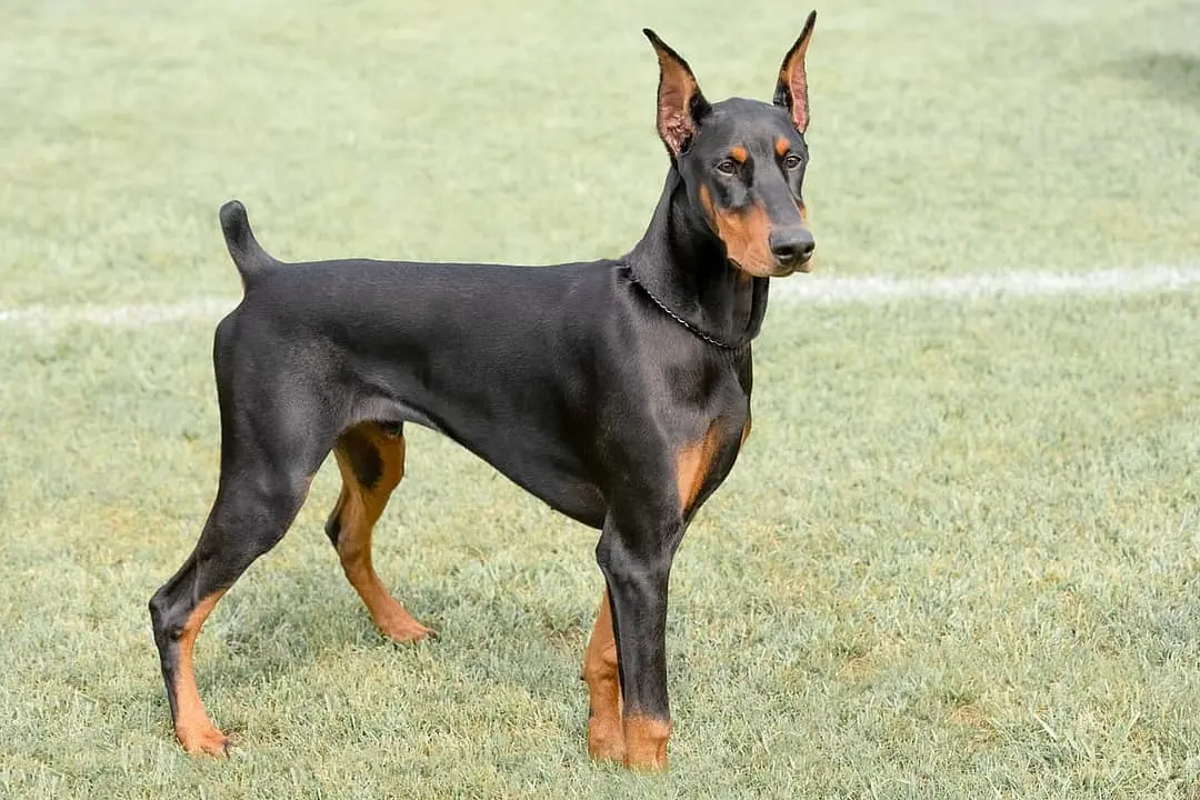 Dobermann Pinscher