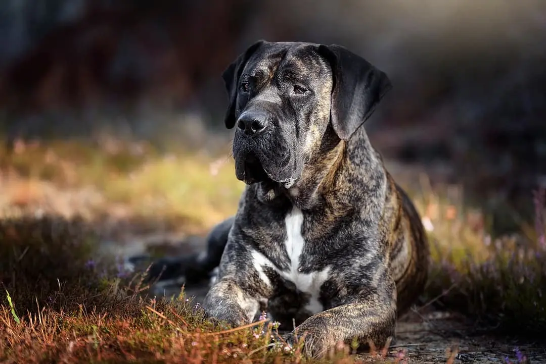 Dogo Canario dog breed