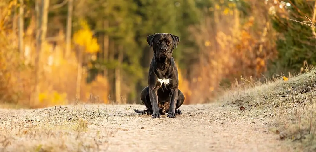 Dogo Canario with family