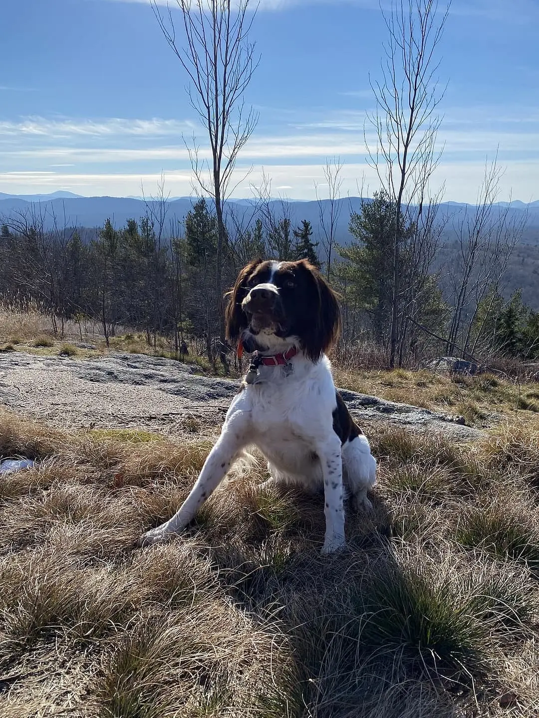 Drentsche Patrijshond playing