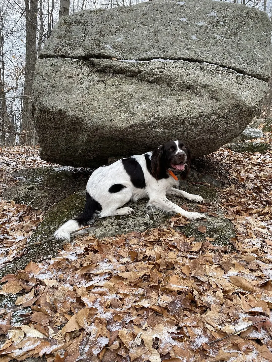 Drentsche Patrijshond with family