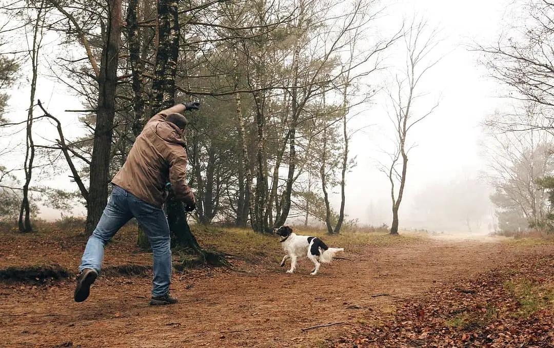 Drentsche Patrijshond
