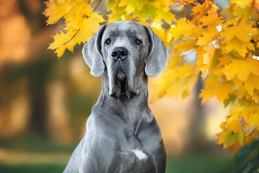 Duitse Dog dog breed