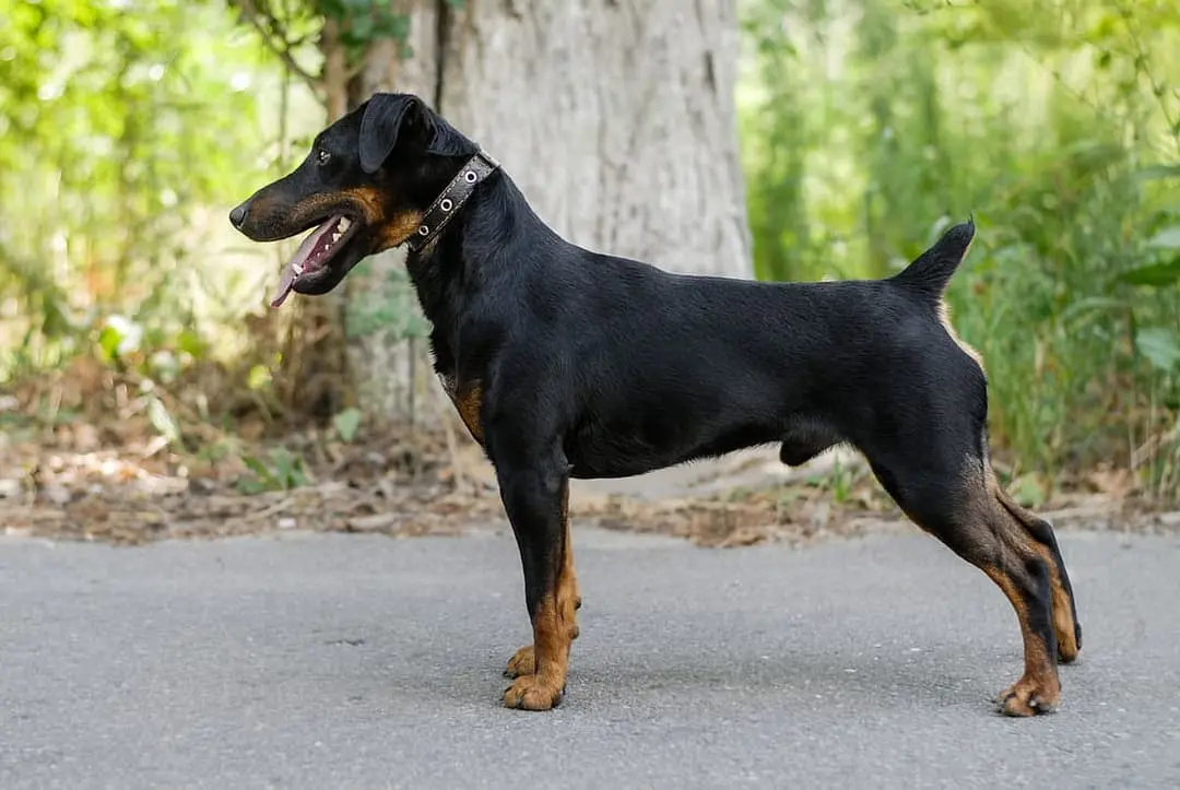 Duitse Jachtterrier dog breed