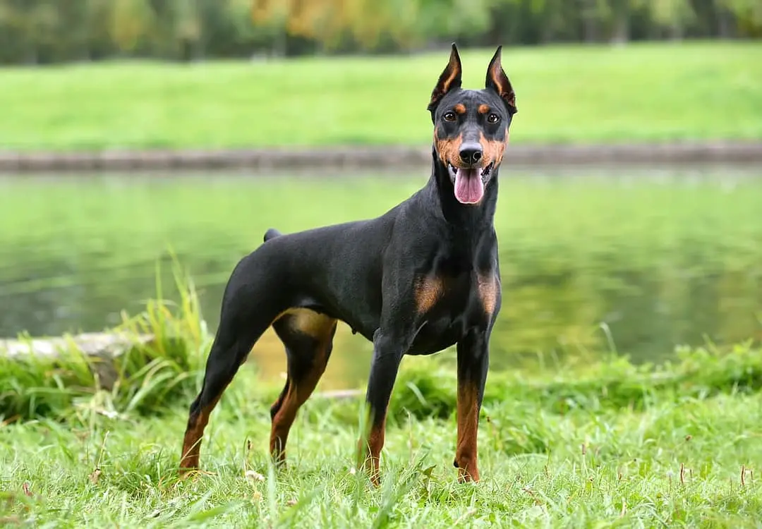 Duitse Pinscher dog breed