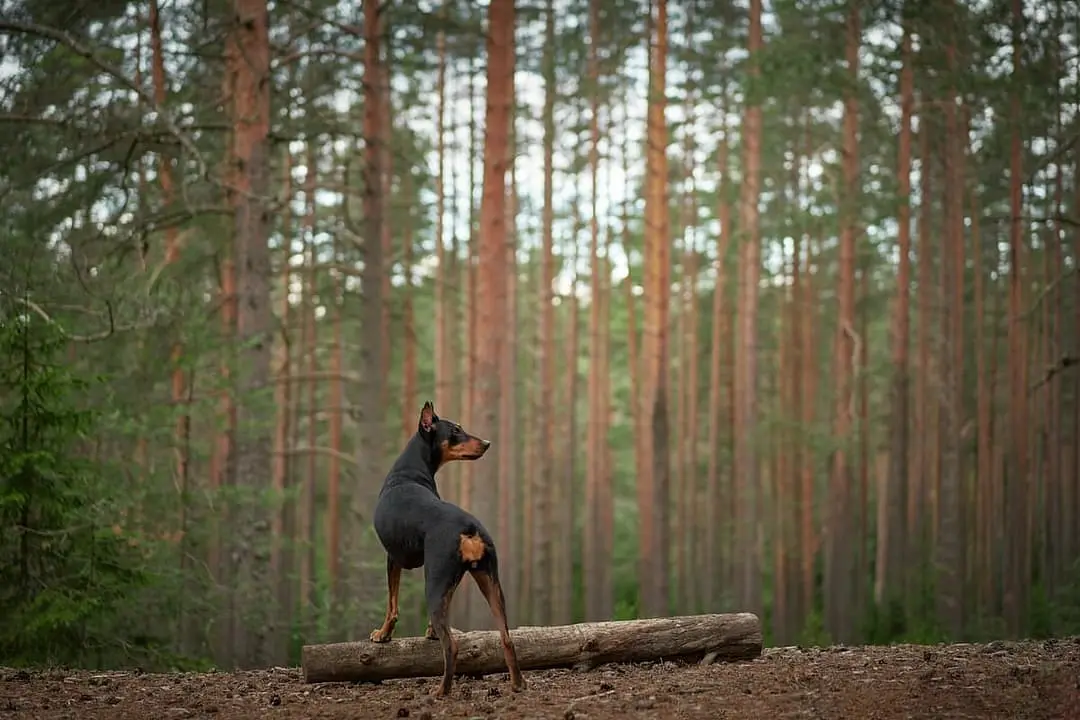 Duitse Pinscher playing