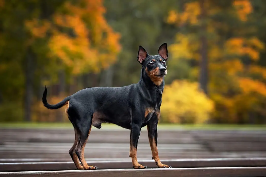 Duitse Pinscher with family