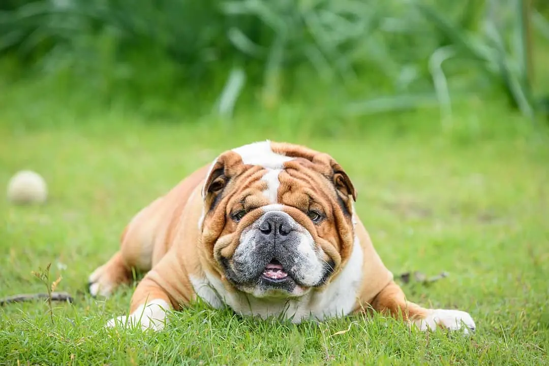 Engelse Bulldog playing