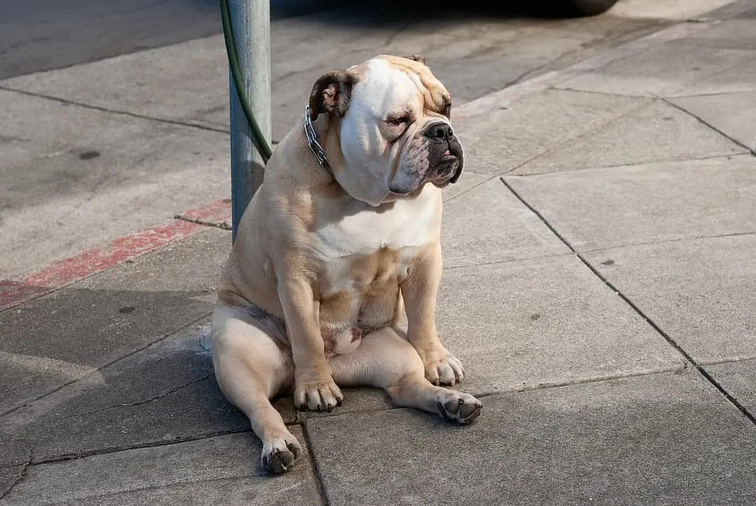 Engelse Bulldog with family