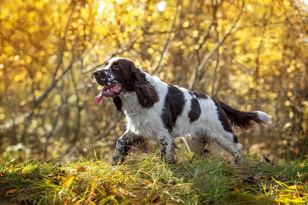 Engelse Springer Spaniel dog breed