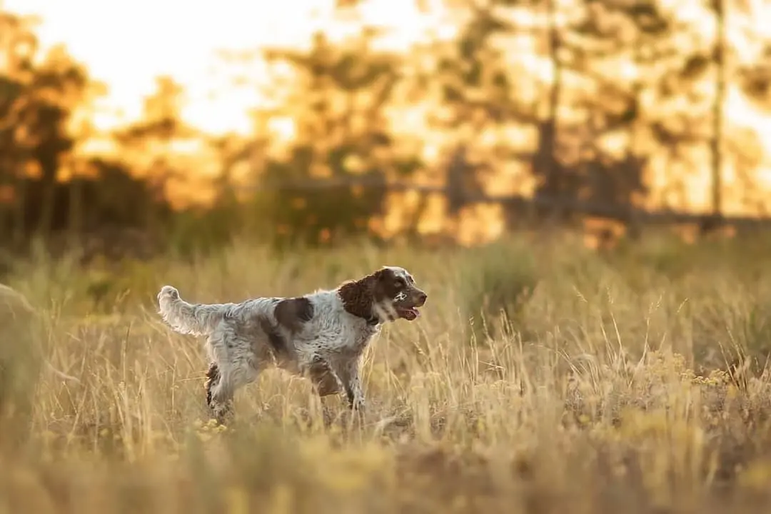 Engelse Springer Spaniel with family