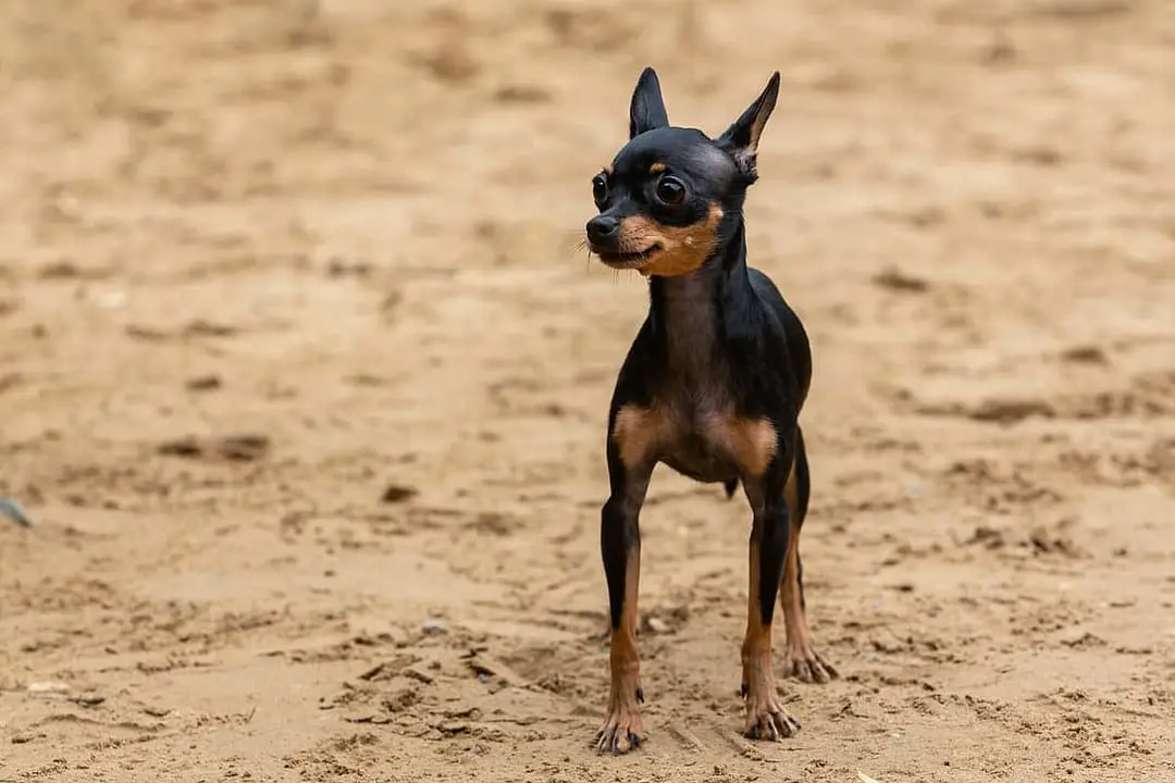 Engelse Toy Terrier