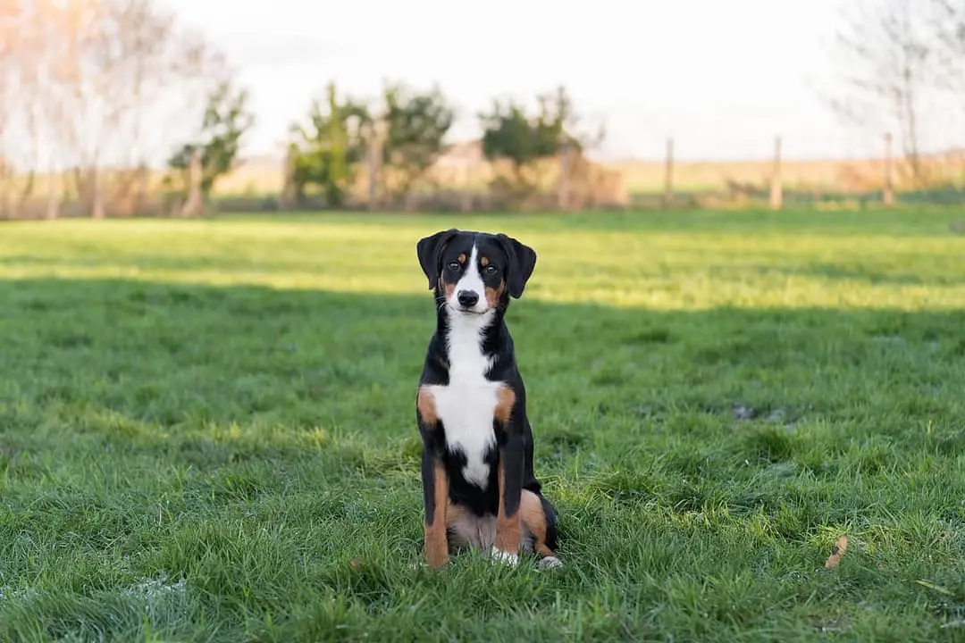 Entlebucher Sennenhond dog breed
