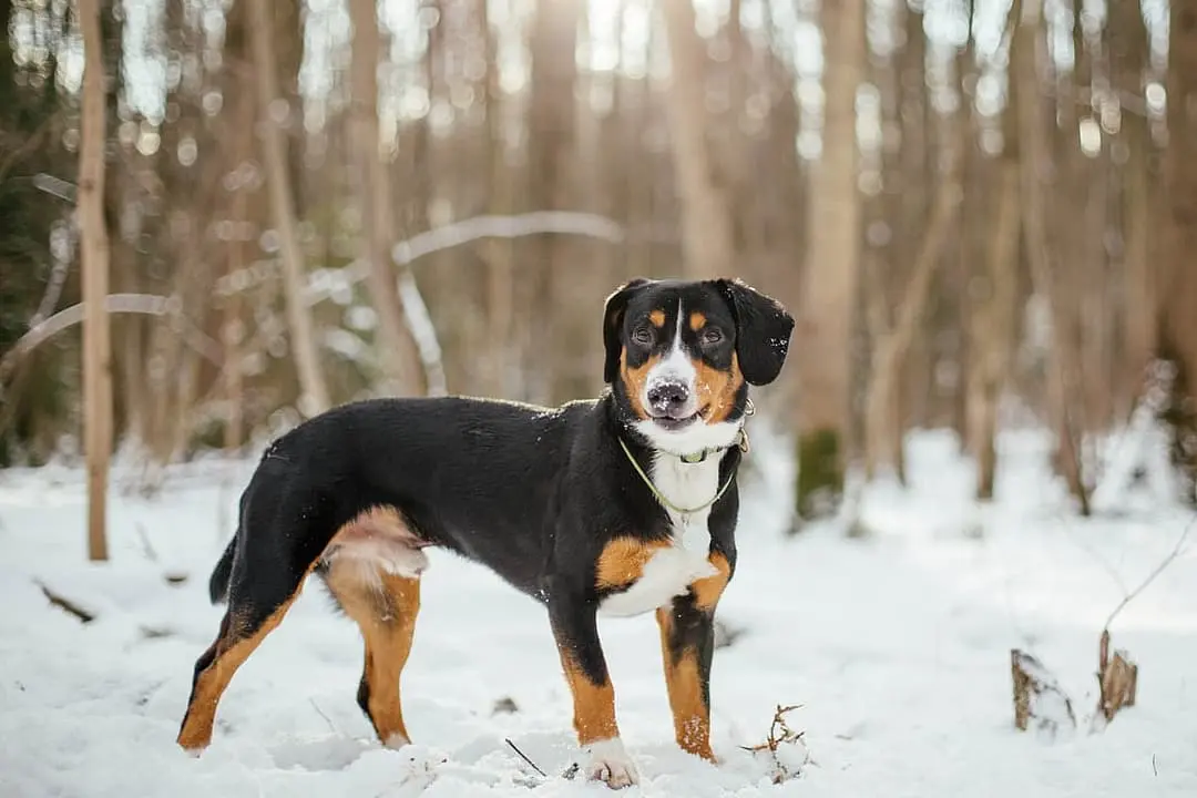 Entlebucher Sennenhond