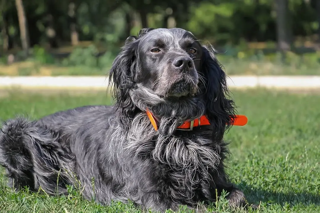 Epagneul Bleu de Picardie dog breed