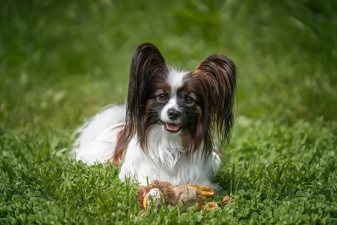 Epagneul Papillon