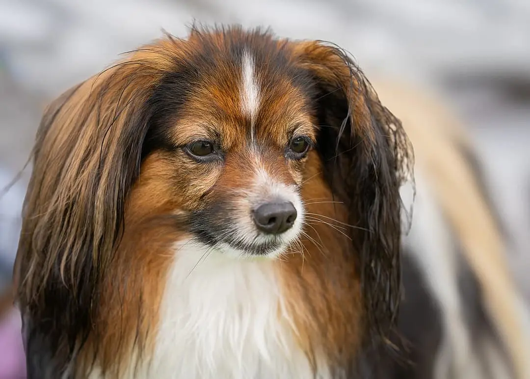 Epagneul Phalene dog breed
