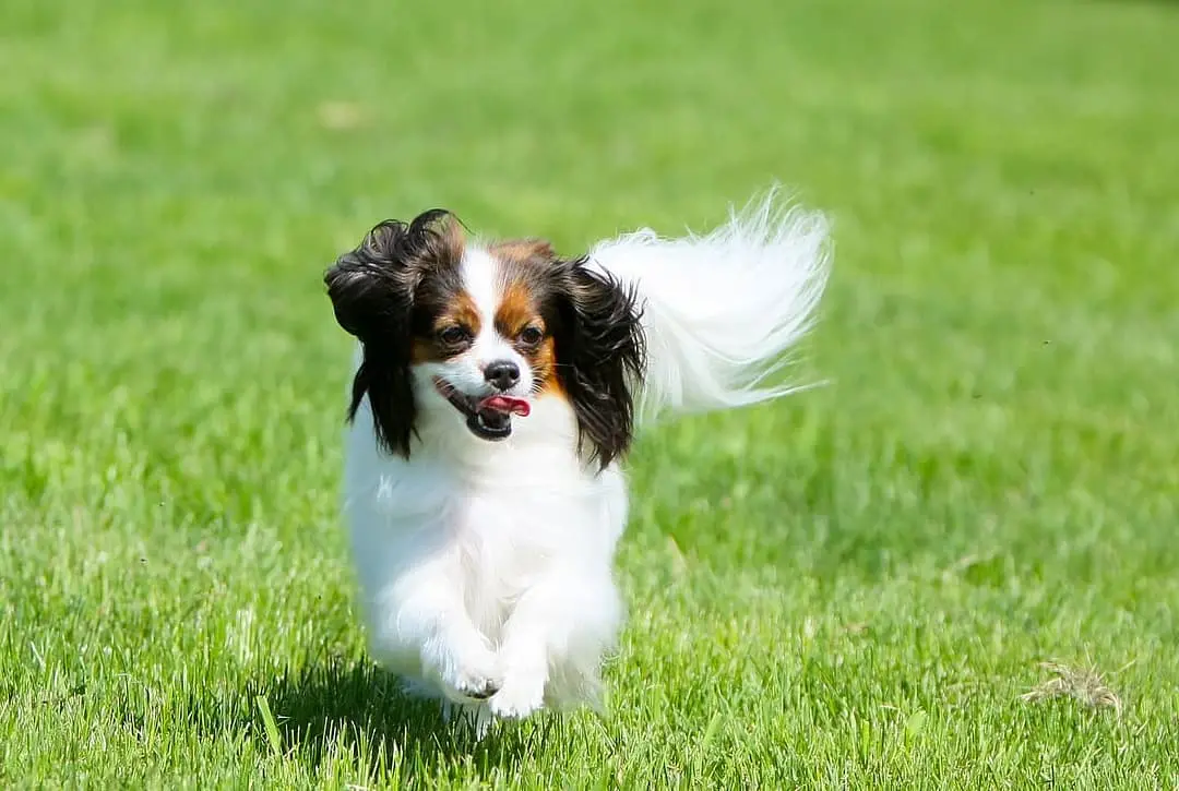 Epagneul Phalene playing