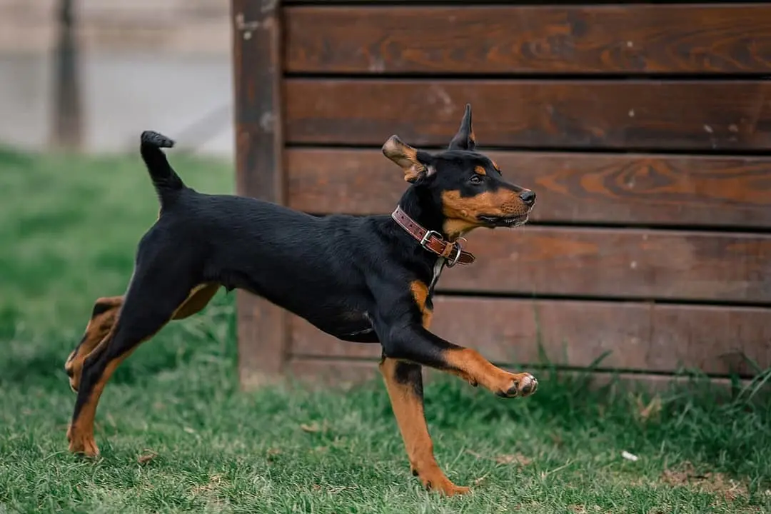 Erdelyi Kopo playing