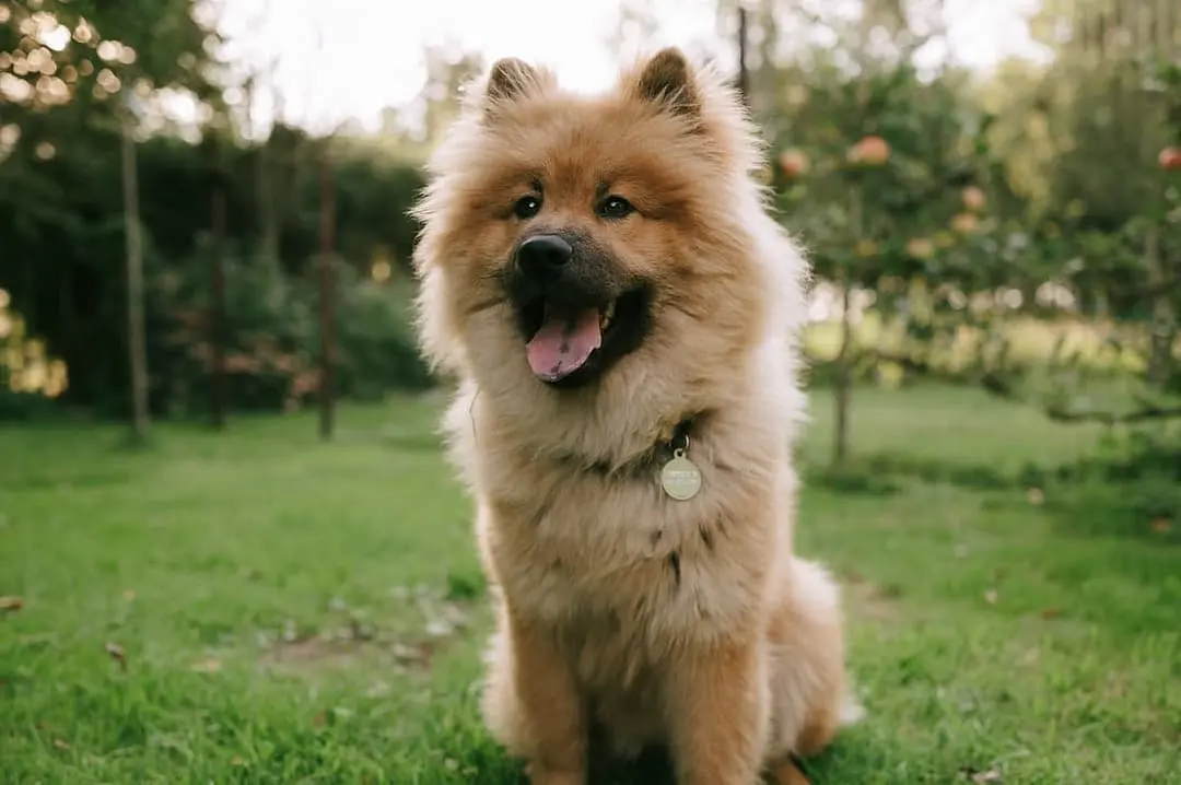 Eurasier